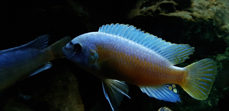 Labeotropheus fuelleborni 'Katale Island'